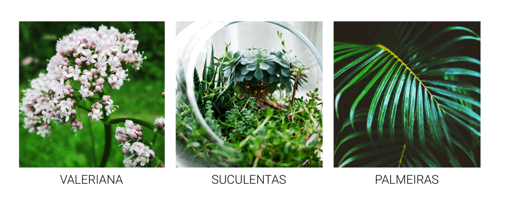 Plantas para ter sem medo