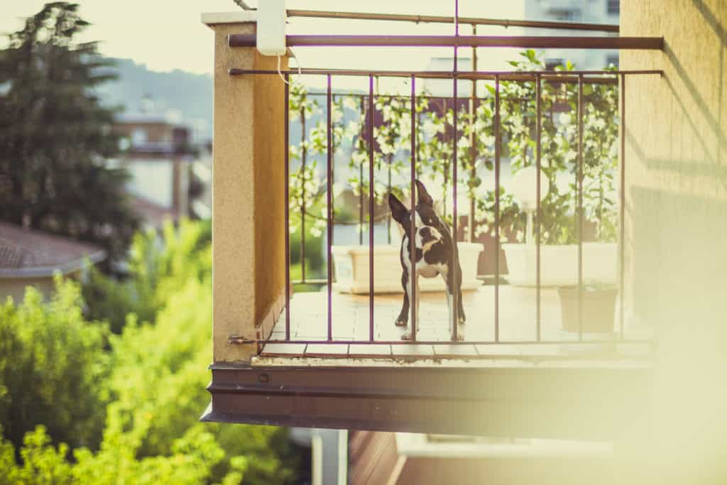 Animais domésticos - cachorro na varanda