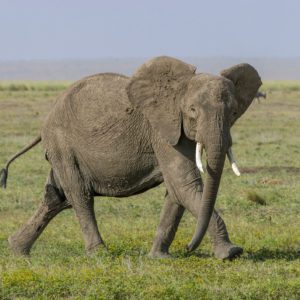 Elefante