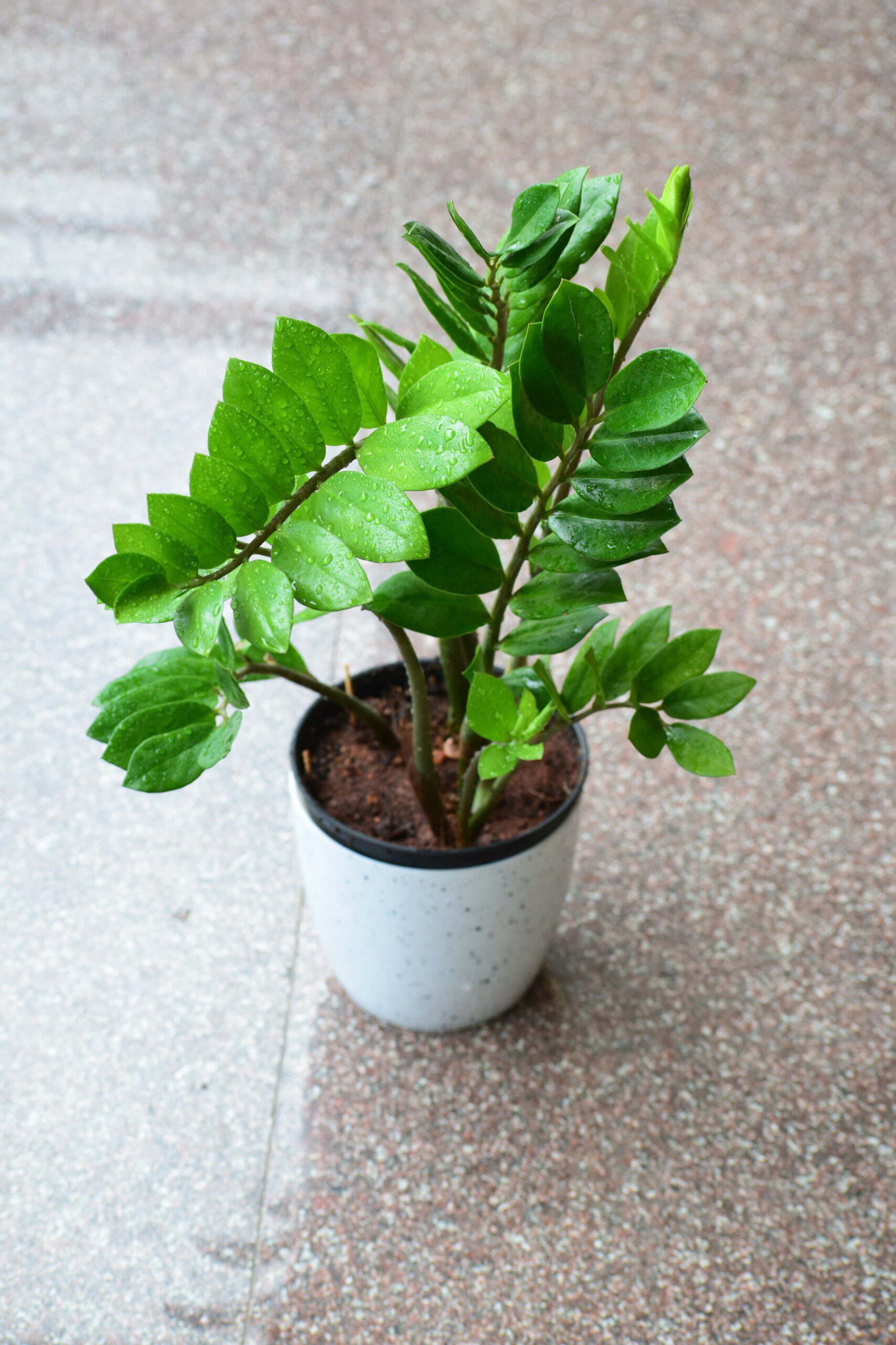 Imagem de um vaso branco de Zamioculcas 