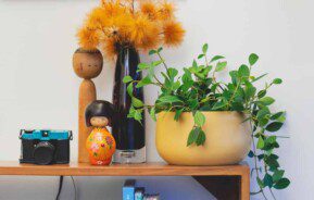 Plantas pendentes