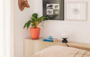 Plantas no quarto