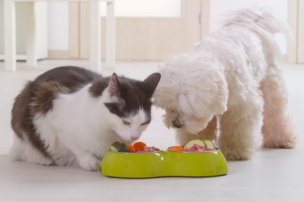 cãozinho e gatinho comendo comida em vasilha compartilhada em um apartamento