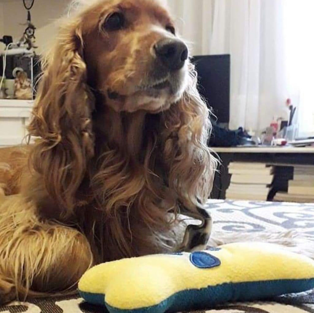 Foto que ilustra matéria sobre apartamento Lourdes BH mostra o cachorro de uma moradora do bairro