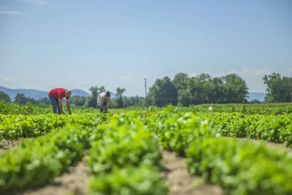 Imagem de uma área de plantio com diversos vegetais no campo enquanto duas pessoas cuidam da vegetação para ilustrar matéria sobre qual a melhor cidade para morar no Brasil