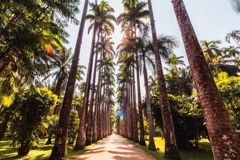 Foto que ilustra matéria sobre os Bairros mais seguros do Rio de Janeiro mostra o Jardim Botânico.