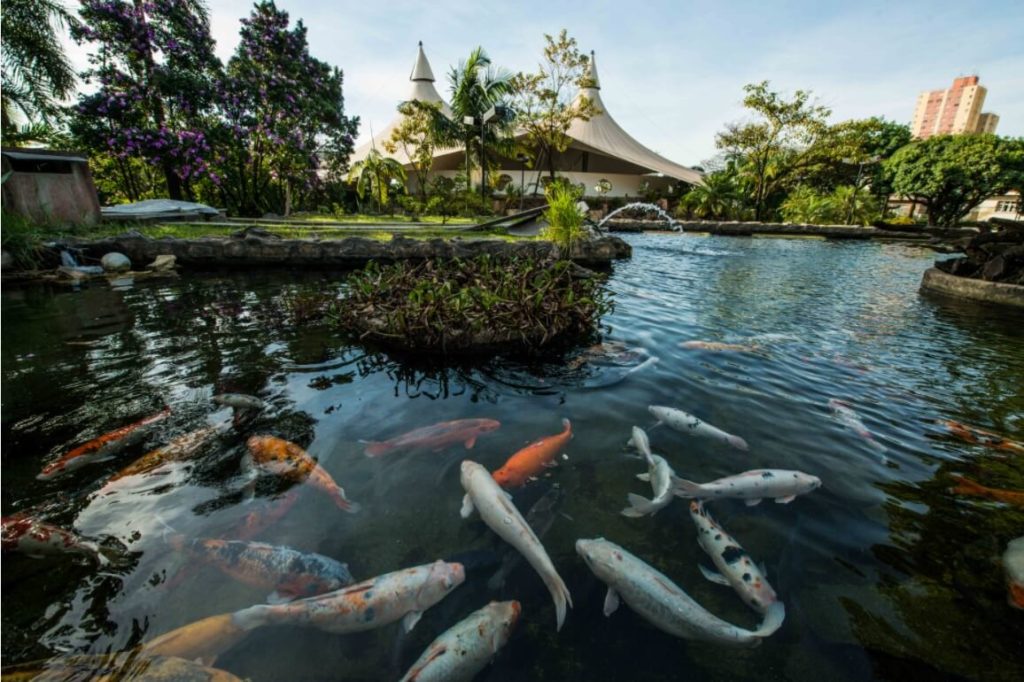 Imagem de carpas no Parque Municipal Engenheiro Salvador Arena para ilustrar matéria sobre parques em São Bernardo do Campo