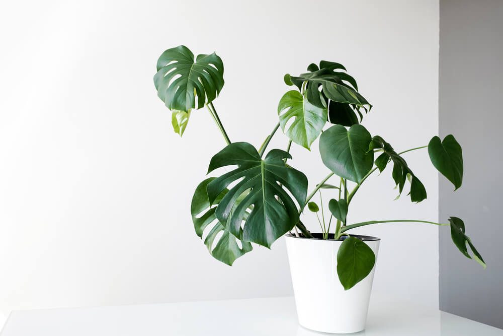 Imagem que ilustra matéria sobre plantas pendentes mostra um vaso branco com diversas folhas de Costela-de-Adão pendendo para fora.