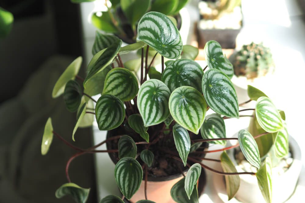 Imagem que ilustra matéria sobre plantas pendentes mostra um vaso visto de cima com a planta da espécie peperômia.