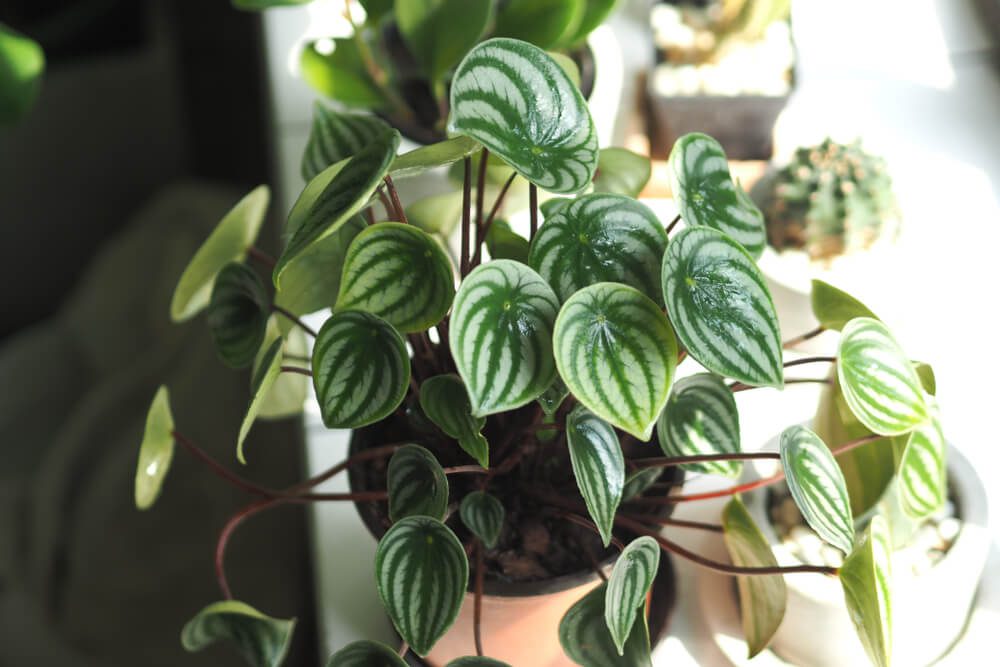 Imagem que ilustra matéria sobre plantas pendentes mostra  um vaso visto de cima com a planta da espécie peperômia.