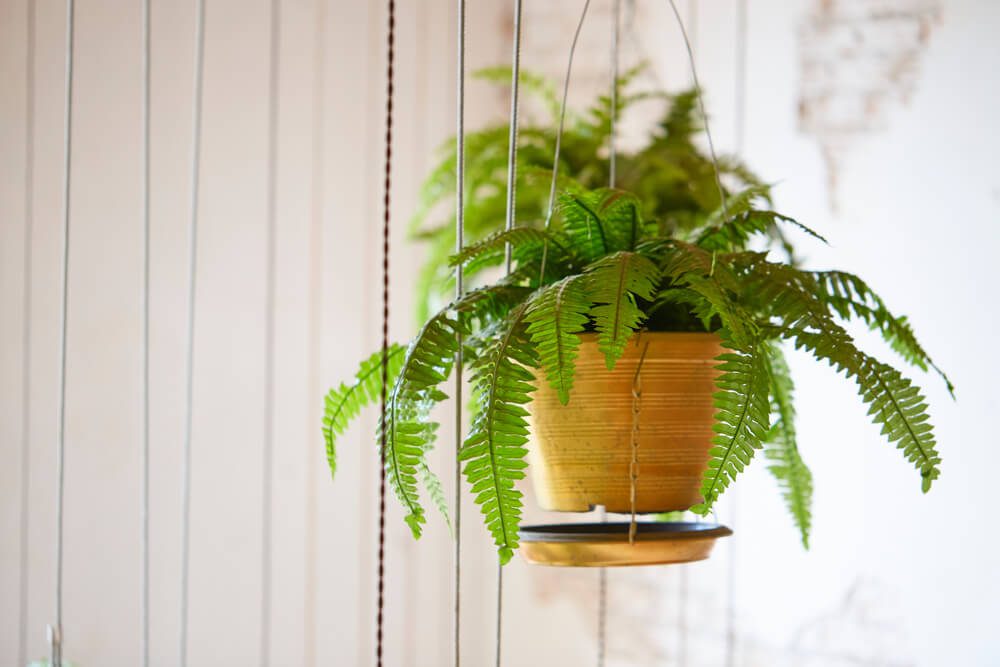 Imagem de uma planta samambaia pendente.