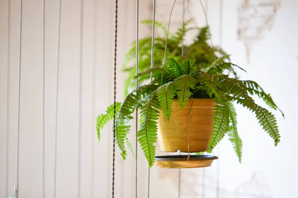 Imagem que ilustra matéria sobre plantas pendentes mostra um vaso suspenso com uma samambaia.