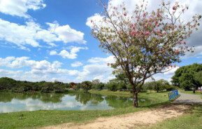 Foto que ilustra matéria sobre parques em sorocaba mostra a vista do parque das aguas com um lago e uma arvore