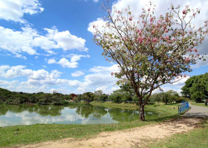 Foto que ilustra matéria sobre parques em sorocaba mostra a vista do parque das aguas com um lago e uma arvore