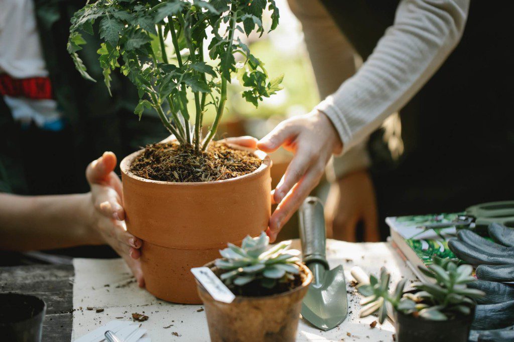 Imagem mostra uma muda sendo plantada em um vaso de barro marrom. Também contém na imagem um vaso menor e um pazinha de mão.