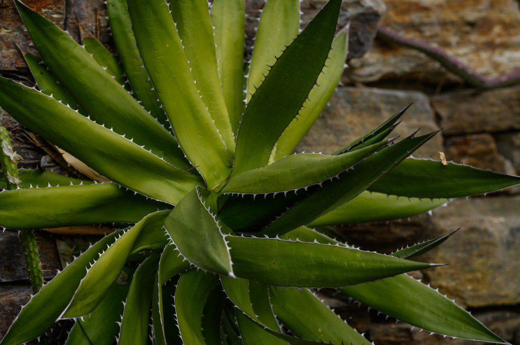  Imagem da planta babosa verde e ao fundo uma parede de pedras.