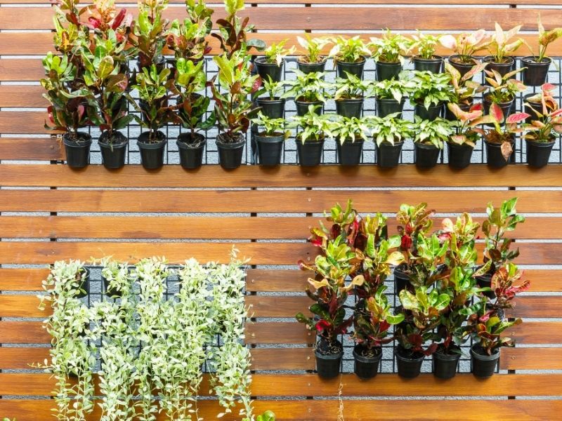 plantas penduradas em um jardim vertical de madeira escura