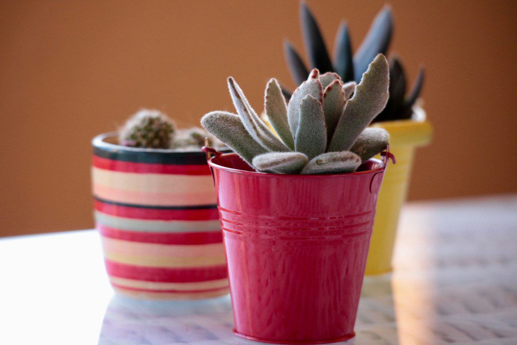 Imagem de plantas suculentas em um vaso com listras coloridas e outro vaso vermelho.