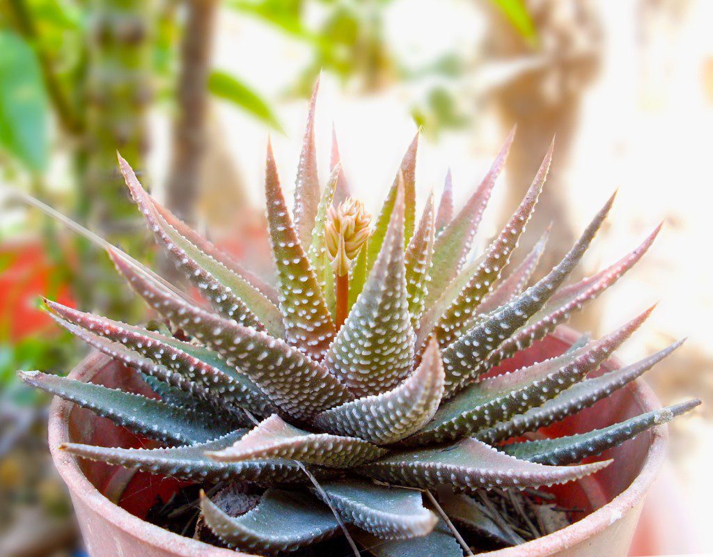 Imagem da Planta suculenta zebra em um vaso com o fundo desfocado. A planta zebra é verde com pequenas marquinhas brancas.