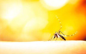 Um close de um mosquito sobre a pele humana, com um fundo desfocado amarelo e laranja brilhante criando um efeito quente e brilhante.