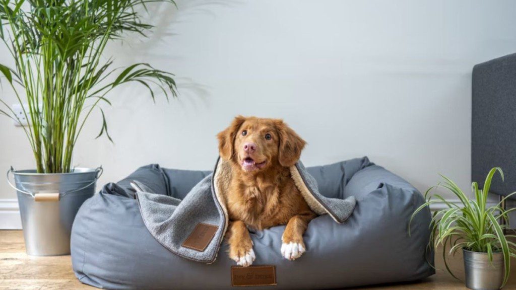 cachorro deitado em caminha própria com coberta em cima do corpo. Ao lado da caminha há um vaso com planta