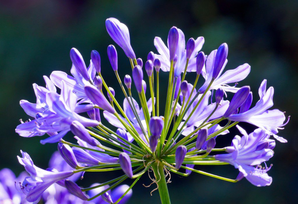 Imagem da planta Agapanthus com caule verde e flores roxas. O fundo está desfocado.