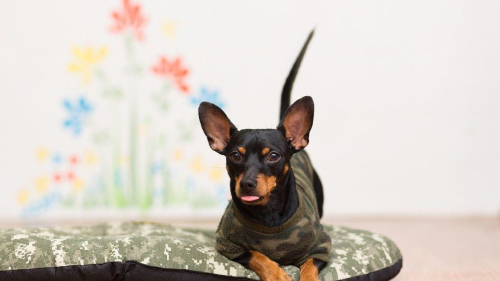 cãozinho deitado em uma caminha. Ao fundo, a parede está com a pintura de flores