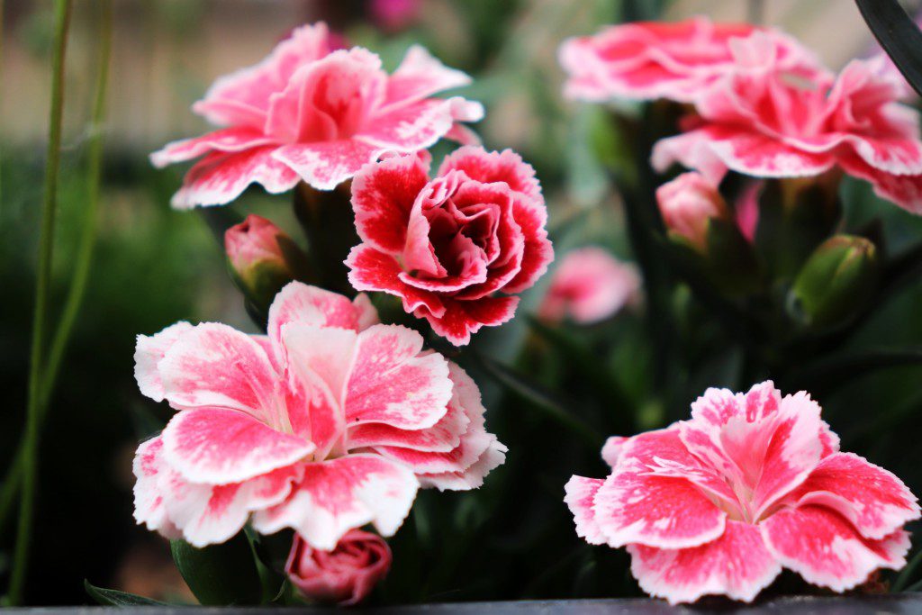 Imagem da planta cravo com pétalas rosas com branca e o fundo desfocado.