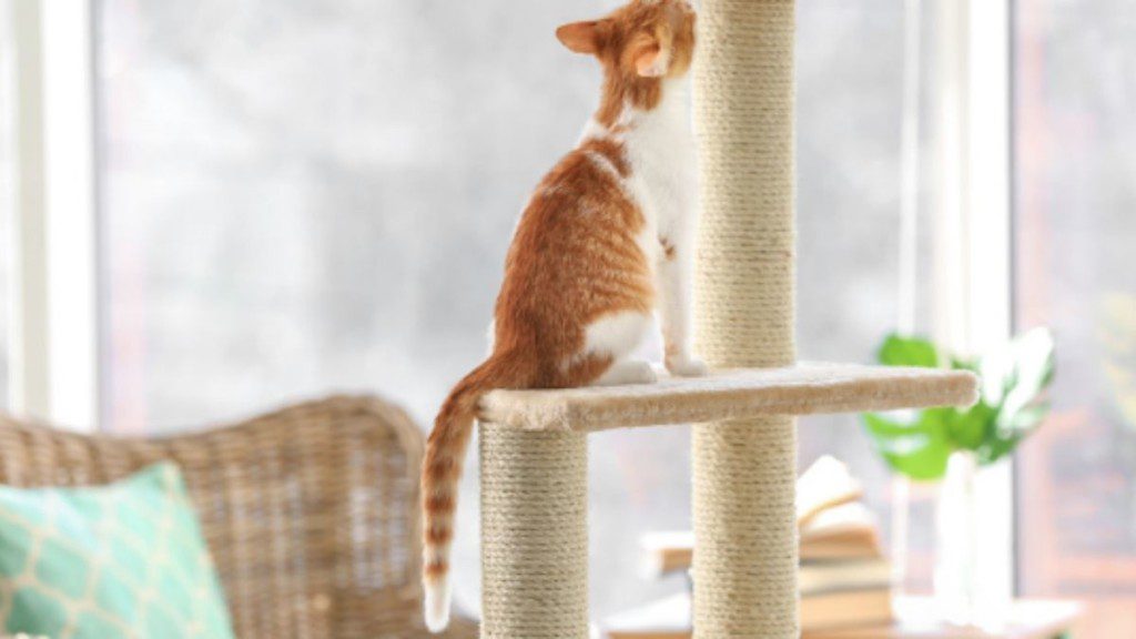 gato em cima de um arranhador cheirando o topo dele