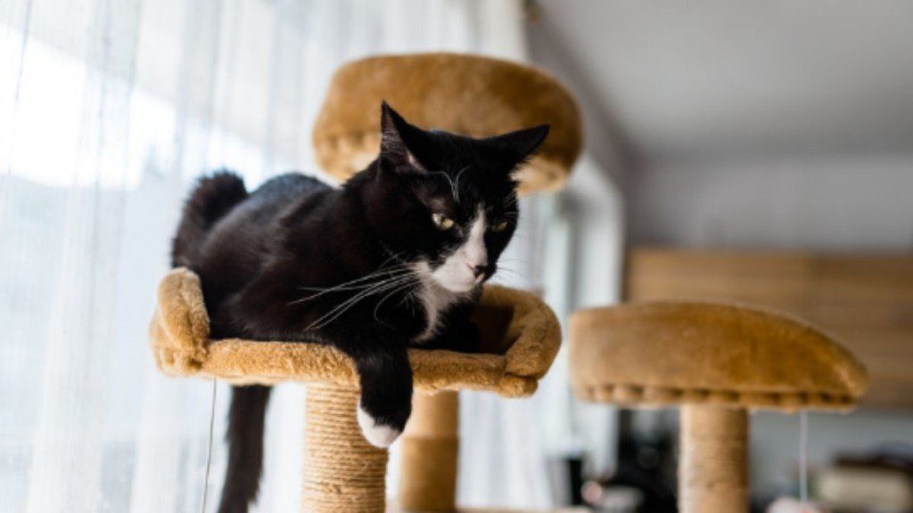 gato em cima de uma torre de arranhadores com suporte