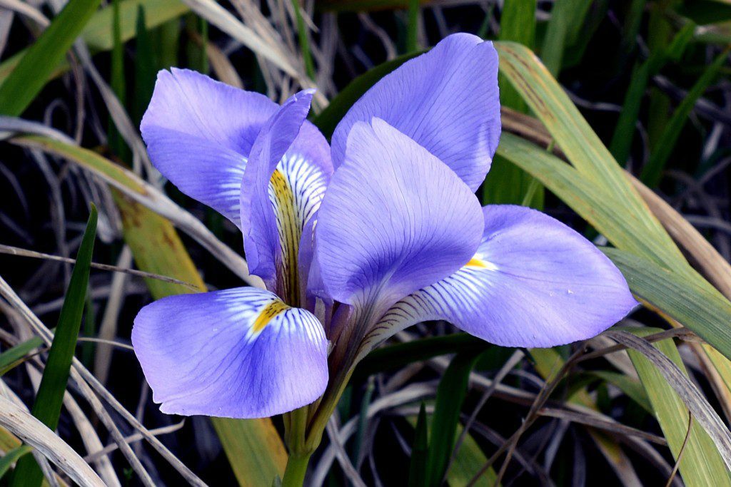 Imagem de uma planta Iris Azul, a planta tem pétalas na cor violeta e folhagem verde.