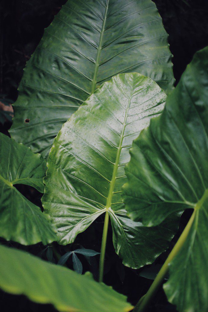 Imagem da planta para jardim orelha-de-elefante