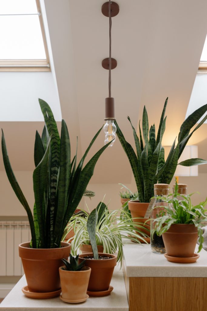 Foto da planta Espada de São Jorge, com folhas verdes e pontiagudas, em diferentes vasos e tamanhos.