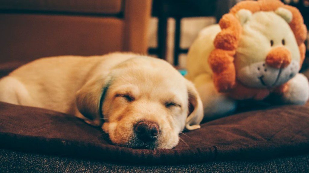 cãozinho dormindo ao lado de um leãozinho