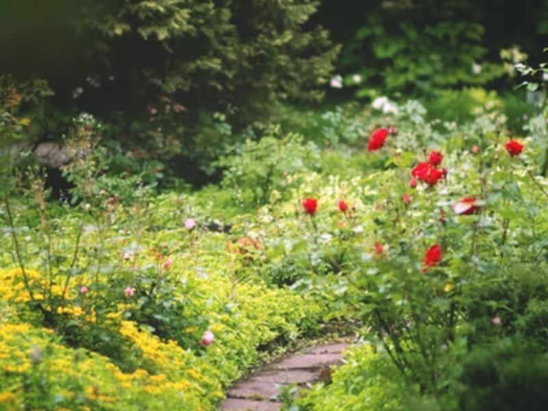 caminho traçado entre jardins