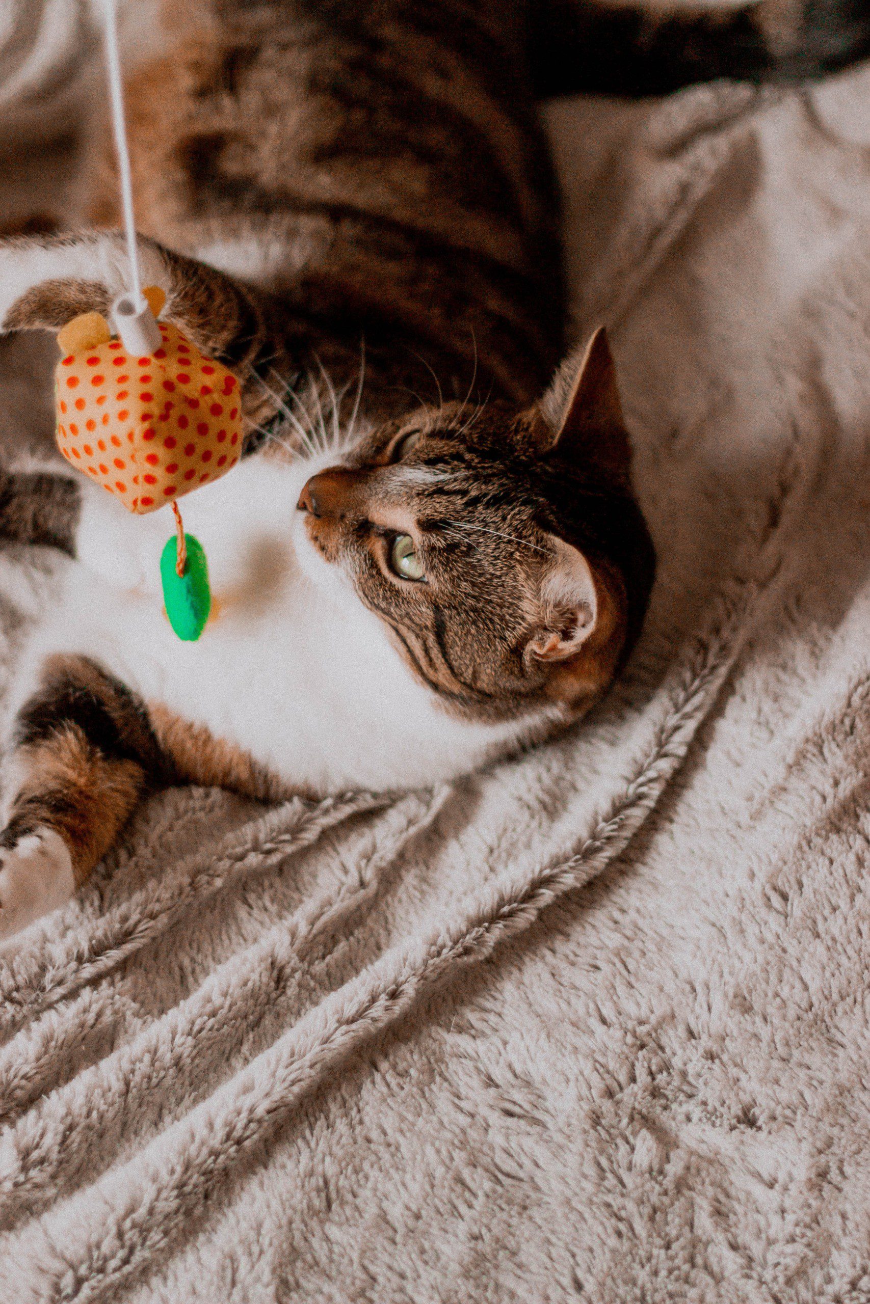 Imagem de um gatinho brincando com uma varinha com uma bolinha pendurada.