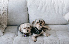 Imagem de dois cachorros peludos sentados em um sofá cinza com uma manta.