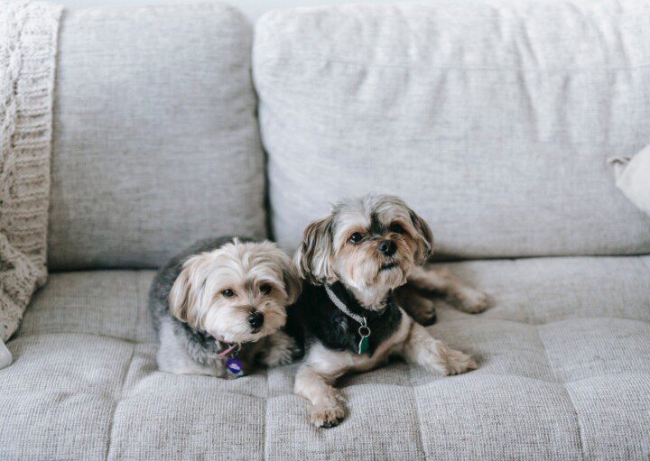 Imagem de dois cachorros peludos sentados em um sofá cinza com uma manta.