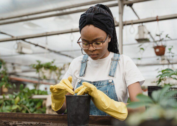 Imagem de uma mulher com luvas de borracha plantando mudas de rosas.