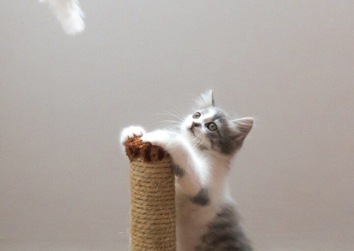 Imagem de um gatinho em pé no arranhador e olhando para uma varinha com um bichinho de tecido e penas pendurado.