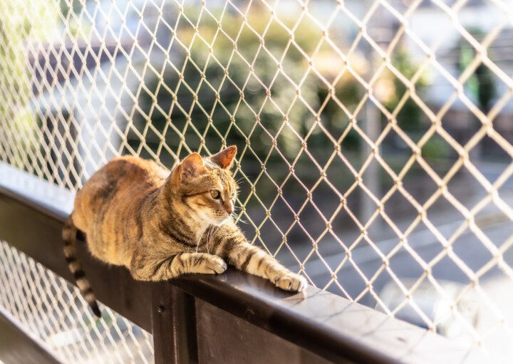 Imagem de um gato com uma tela de proteção para varanda.