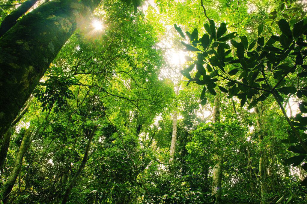 Vegetação do Parque Nacional da Tijuca, no Rio de Janeiro