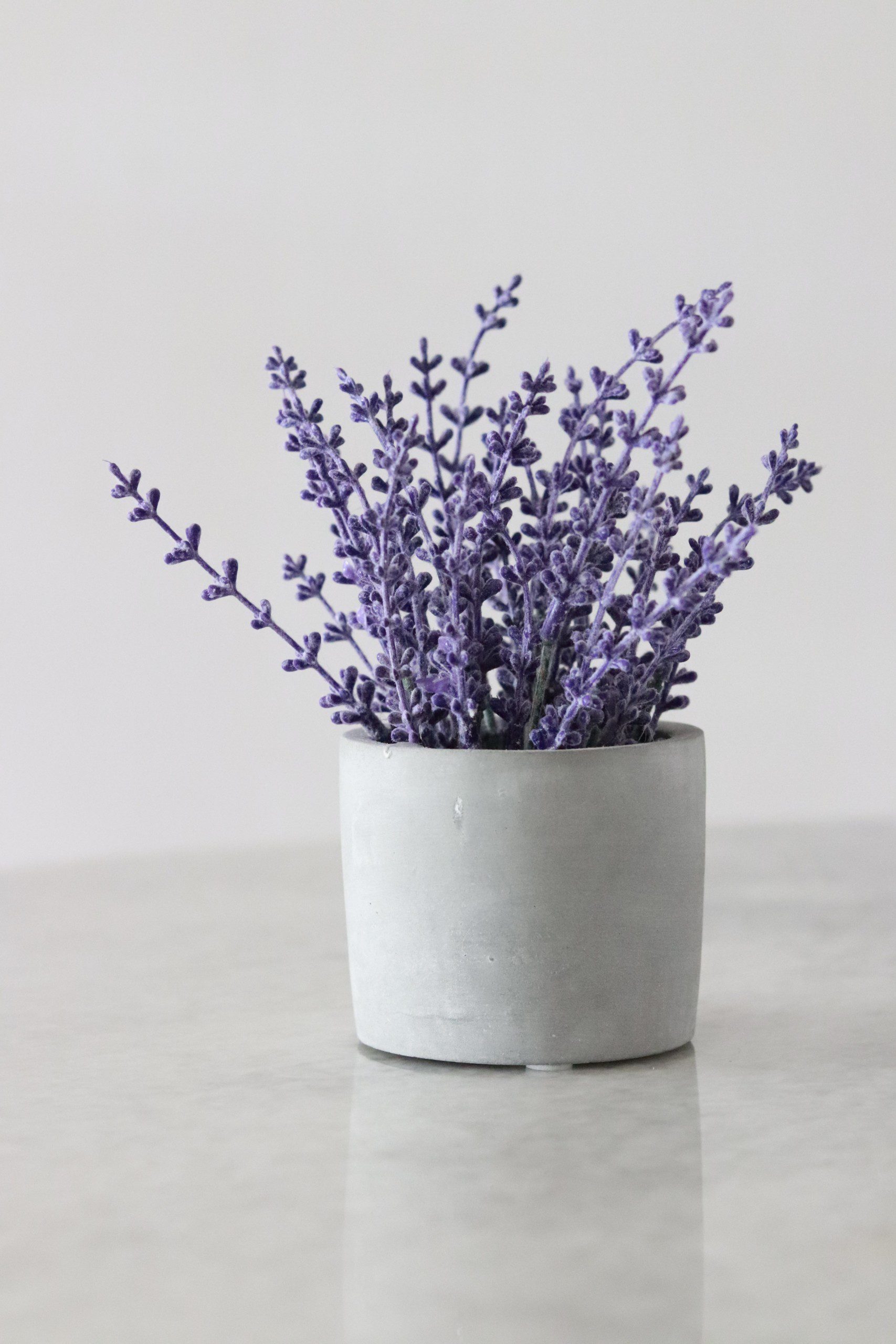 Imagem de flor de Lavanda em um vaso de cerâmica cinza.