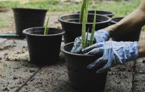 Imagem de uma mão feminina com uma leva azul plantando muda de babosa.