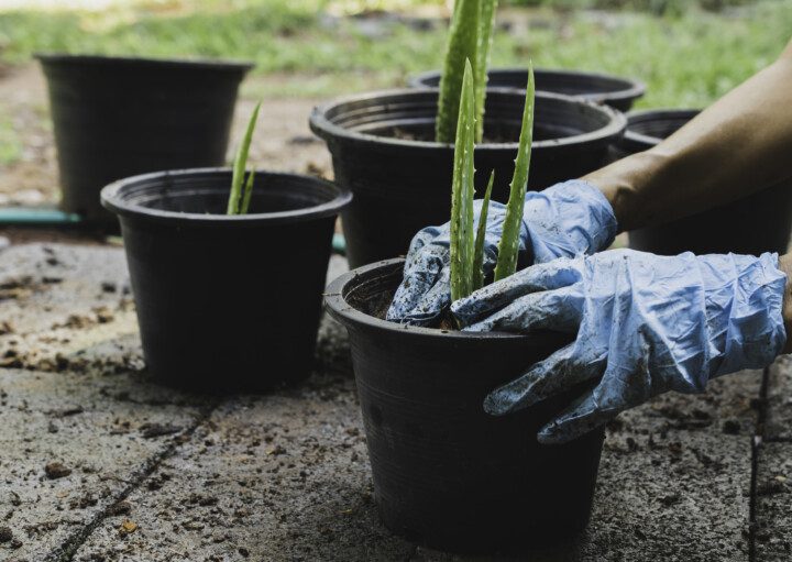 Imagem de uma mão feminina com uma leva azul plantando muda de babosa.