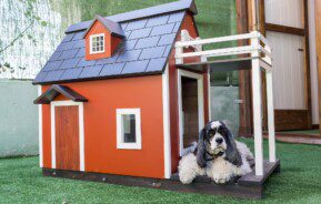 Imagem de uma casinha de cachorro madeira na cor de marrom terra e com telhado preto e um cachorro peludo com pêlos branco e preto