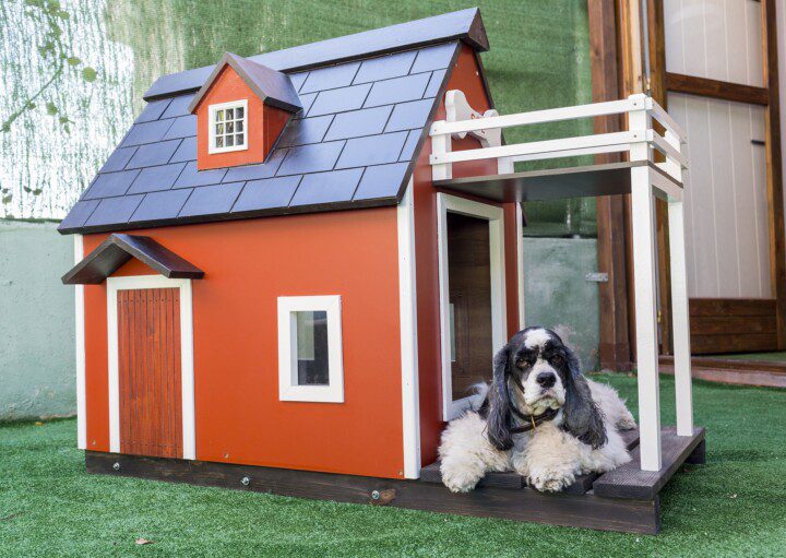 Imagem de uma casinha de cachorro madeira na cor de marrom terra e com telhado preto e um cachorro peludo com pêlos branco e preto