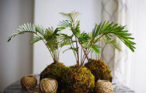 Imagem de três plantas com a técnica de Kokedama sobre uma mesa.
