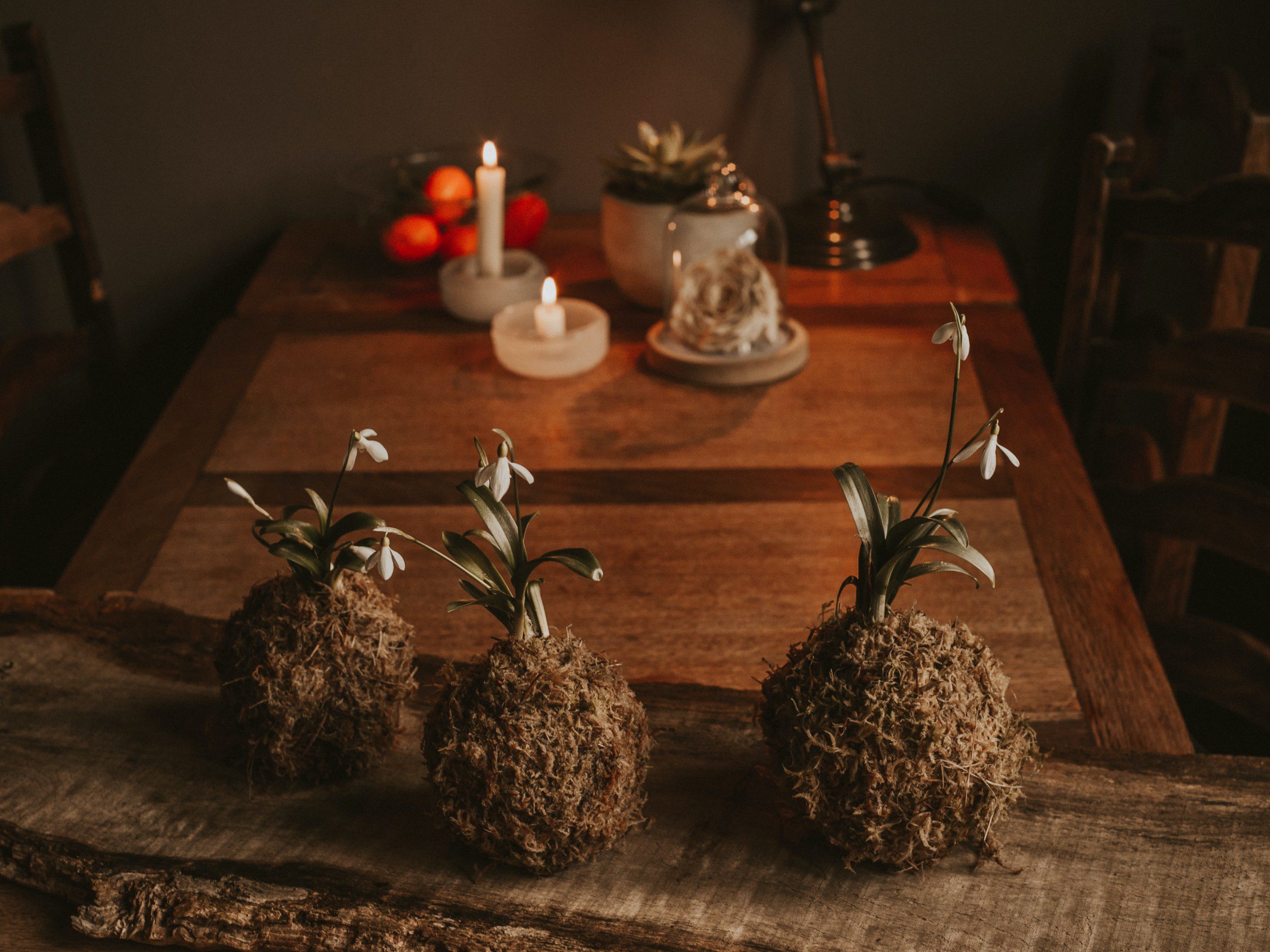 Imagem de três plantas sobre uma mesa rústica feitas na técnica de kokedama.