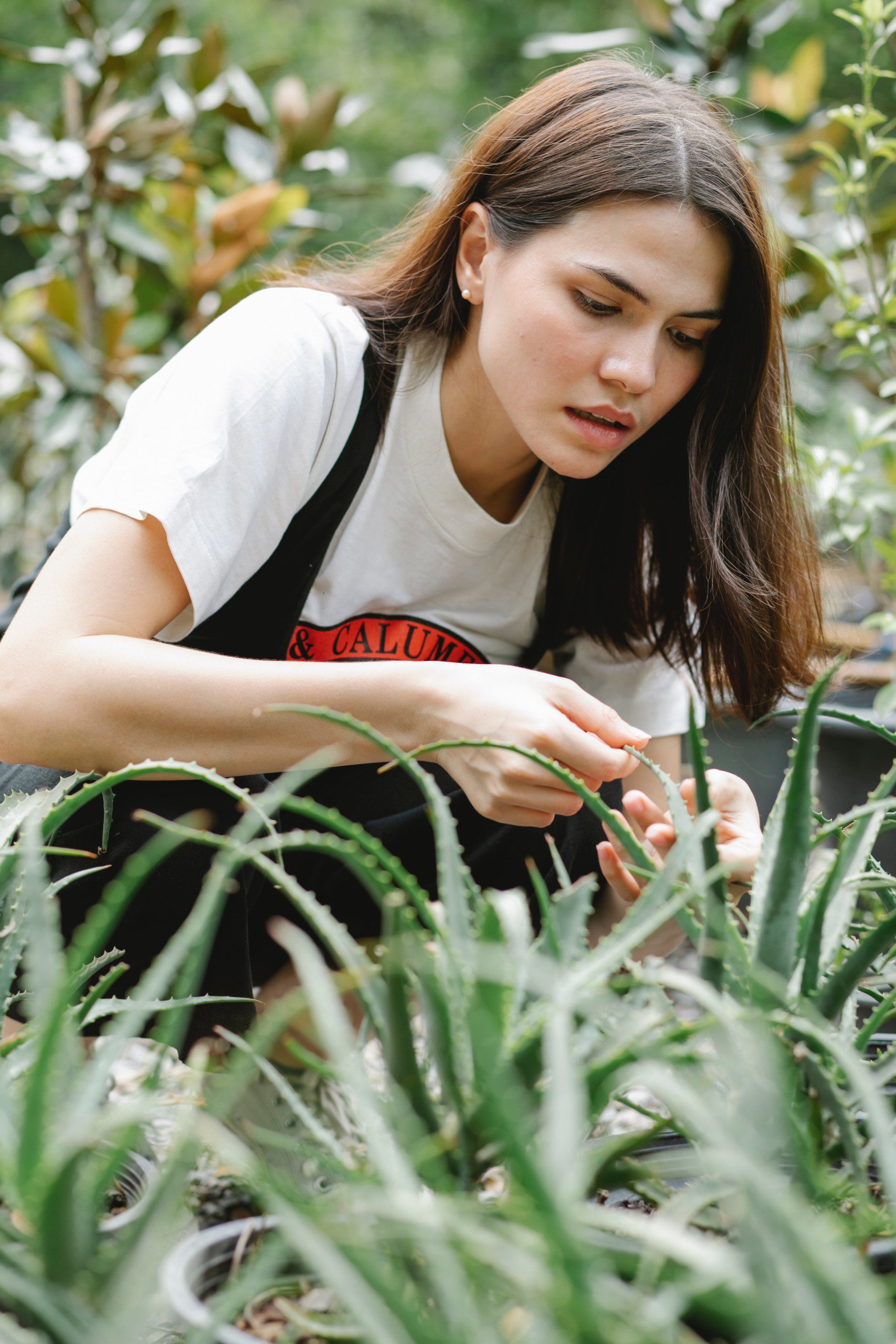 Imagem de uma mulher cuidando de uma plantação de babosas. 